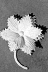 Lapel Flower pattern