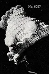 Baby's Crocheted Bonnet #6027