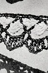 Two-Color Edging #8396
