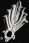 Leaf Motif #8415-D