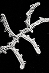 Picot Branch Motif #8421-B