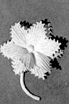 Lapel Flower