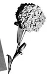 Carnation