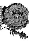 Poppy