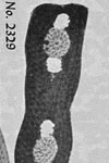 Belt, No. 2329