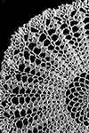Shell Stitch Doily