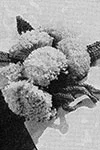 Pom Pom Nosegay