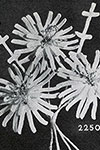 Daisies Boutonniere