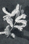 Forsythia Flower