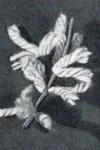 Forsythia Flower
