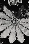 Pond Lily Doily