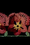 Pansy Edging