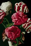 Carnation Flower