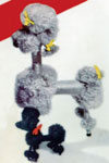 French Poodles Toy