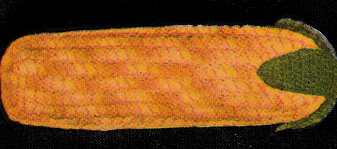 Hot Corn Pan Handler Pattern #7111