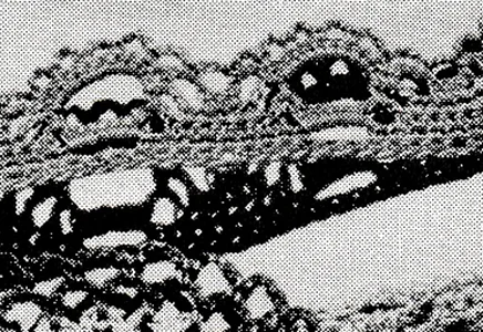 Edging Pattern #8399