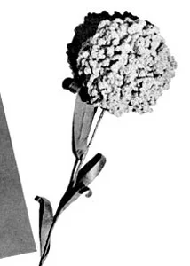 Carnation Pattern #4016