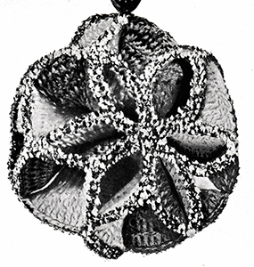 Harlequin Pattern