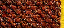 Seat & Bench Cover Pattern