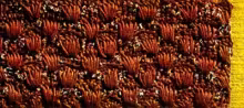 Seat & Bench Cover Pattern